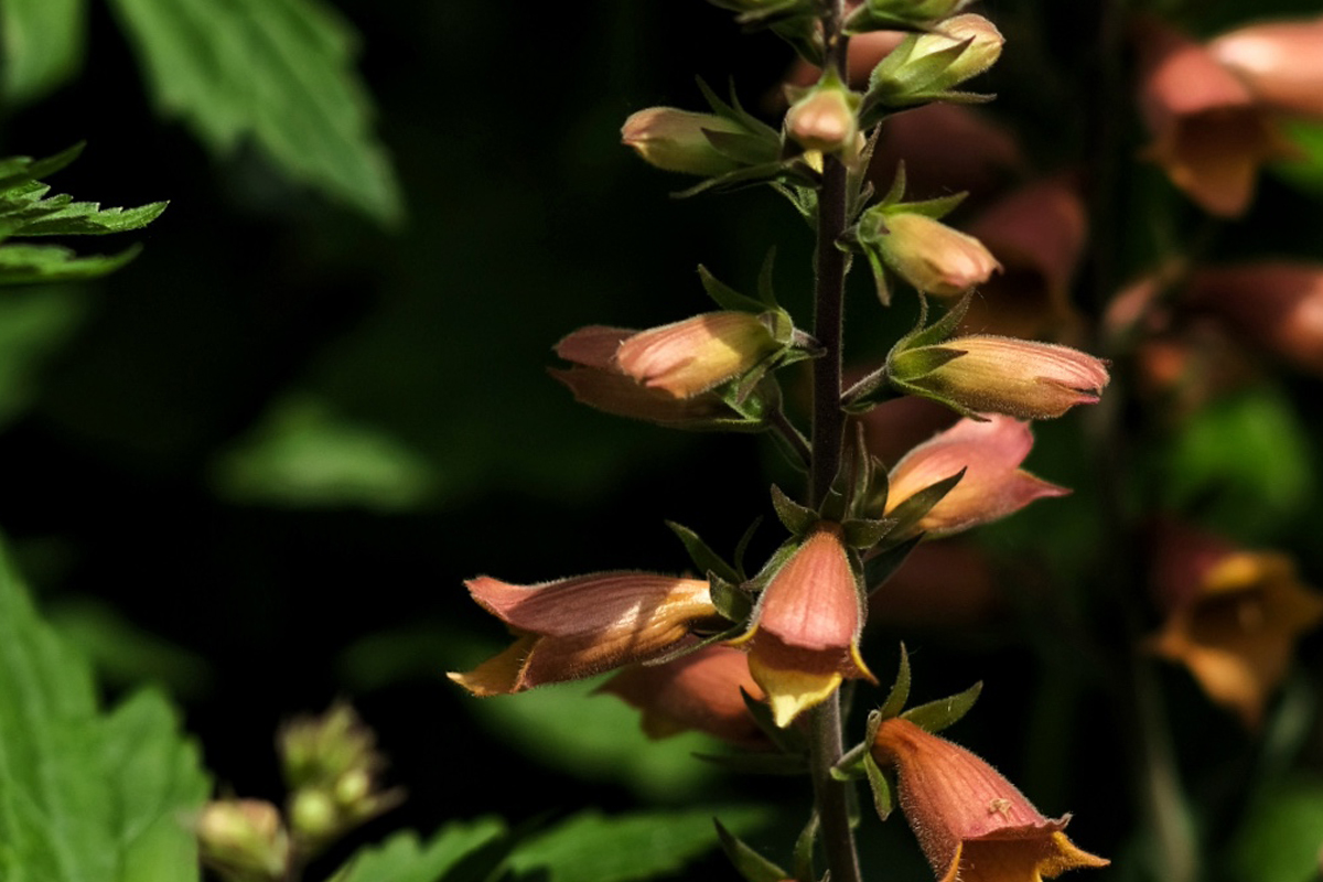Coloradoscape Garden Flower